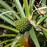 Pandanus montanus ফল