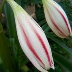 Crinum bulbispermum Квітка