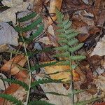 Dryopteris cristata Habit