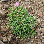 Mesembryanthemum nodiflorum Hábito