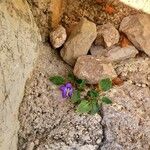 Campanula pyramidalis Συνήθη χαρακτηριστικά