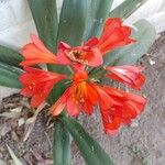 Clivia miniata फूल