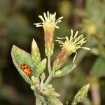 Brickellia californica Flower