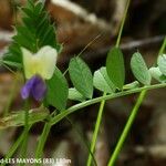 Vicia laeta 花