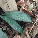 Epipremnum amplissimum Hoja