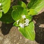 Richardia brasiliensis Hoja