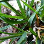 Poa alpina Feuille