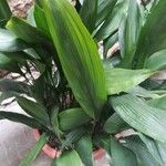 Aspidistra lurida List