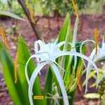 Hymenocallis littoralis花