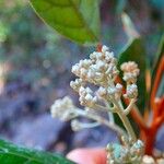 Argophyllum grunowii Flower