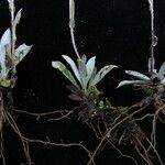 Anaphalioides papuana Hábito