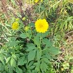 Rudbeckia laciniataŽiedas