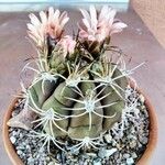Gymnocalycium pflanzii Hoja