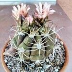 Gymnocalycium pflanzii 葉