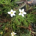 Saxifraga trifurcata Blüte