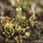 Lycopodium tristachyum Habitus