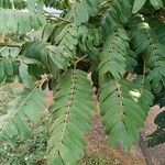 Cassia grandis पत्ता