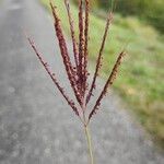 Bothriochloa ischaemumFloare