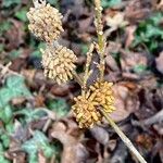 Forsythia suspensa Іншае