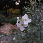 Gomphostigma virgatum Flower