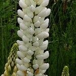 Lupinus albus Flower
