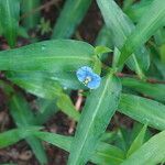 Commelina ensifolia 花