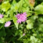 Knautia drymeiaപുഷ്പം