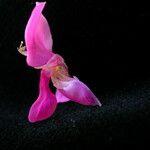 Indigofera cassioides Flower