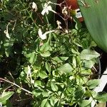 Jasminum polyanthum Habit