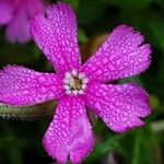 Silene schafta Flower