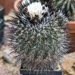 Turbinicarpus viereckii Lehti