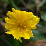 Hypochaeris radicata Цветок