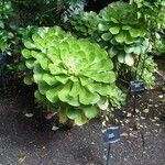 Aeonium undulatum Лист