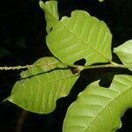 Coccoloba acuminata Leaf