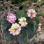 Lantana aculeata Flors