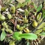 Bulbophyllum oreonastes Leaf