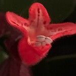 Aeschynanthus radicans Maua