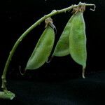 Crotalaria cytisoides