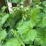 Tellima grandifloraFloare