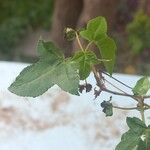 Liquidambar formosana Foglia