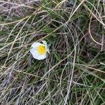 Ranunculus pyrenaeus Çiçek