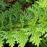 Chamaecyparis obtusa Hoja