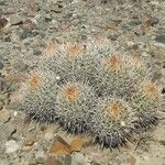 Ferocactus cylindraceus Blad