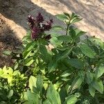 Ocimum kilimandscharicum Liść