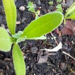 Calendula officinalisBlad