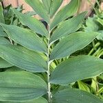 Polygonatum biflorum Blad