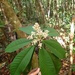 Tapeinosperma oblongifolium ᱵᱟᱦᱟ