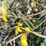 Acacia doratoxylon Blatt