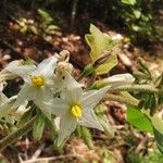 Solanum torvum Flower