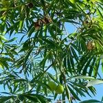 Thevetia neriifolia Hoja